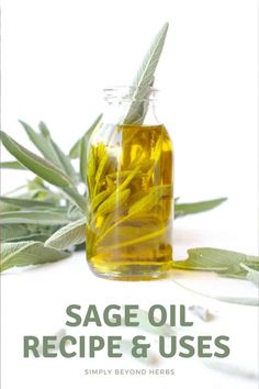 Known for its strong aroma, the sage oil is popular to use in savory recipes and also as a common ingredient in holiday stuffing. Turning its leaves into potent sage infused oil enables us to use and preserve its aroma and benefits all year long. Herbal Oil Recipes, Infused Oil Recipes, Sage Benefits, Medicinal Oils, Recipes For The Whole Family, Herbal Remedies Recipes, Medicinal Herbs Garden, Essential Oils Herbs, Healthy Herbs