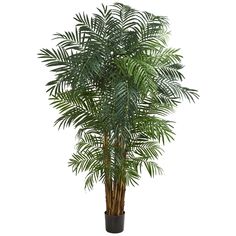 a palm tree in a black pot on a white background