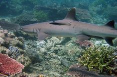 a large gray shark swimming over a coral reef