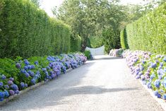 a road lined with lots of flowers next to tall green trees and bushes on both sides