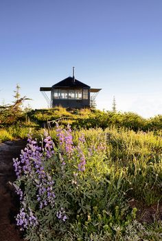 a house on top of a hill surrounded by wildflowers