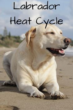 a white dog laying on top of a beach next to the ocean with text overlay that reads labrador heat cycle