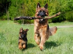 a german shepherd dog carries a stick in its mouth as it runs through the grass