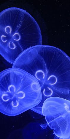 three blue jellyfish swimming in the water