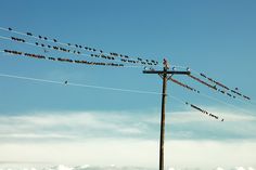 many birds are sitting on the power lines