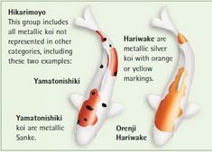 the different types of koi fish