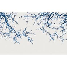 branches with blue flowers against a white background