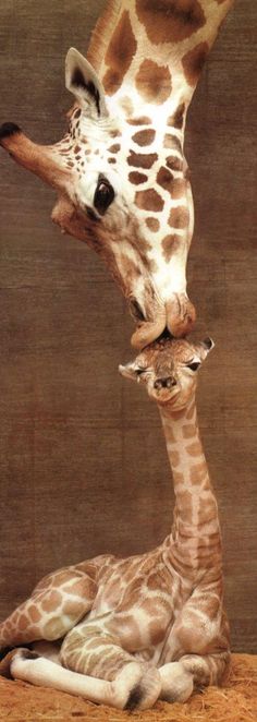 love giraffes Regnul Animal, A Mother's Love, Mother's Love, Sweet Boy, Happy Mother