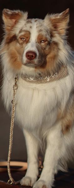 a white and brown dog sitting on top of a wooden table next to a leash