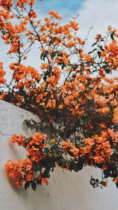 orange flowers growing on the side of a white wall with blue sky in the background