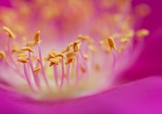 the inside of a pink flower with yellow stamens