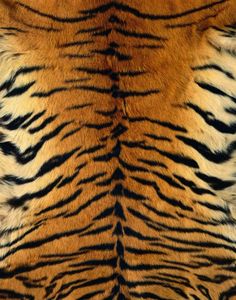 the tiger fur is brown, black and white