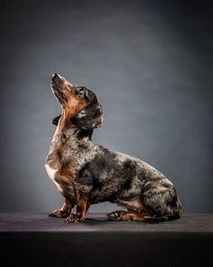 a dachshund dog sitting on its hind legs looking up