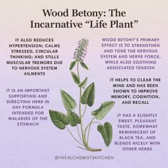 an image of a plant that is labeled in the words wood beony the incaative life plant