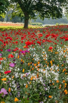 a field full of colorful flowers and trees