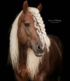 a brown and white horse with long blonde hair on it's head, standing in front of a black background