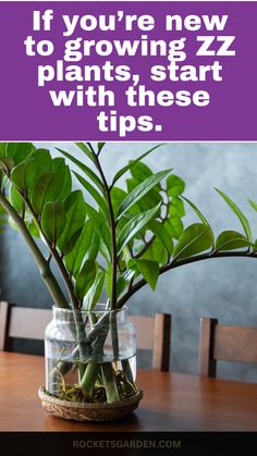 a potted plant sitting on top of a wooden table next to a purple sign that says, if you're new to growing zz plants start with these tips