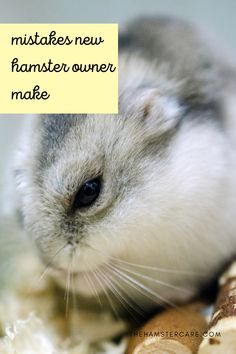 a hamster is sitting on top of a piece of wood with the caption that reads, mistates new hamster owner make