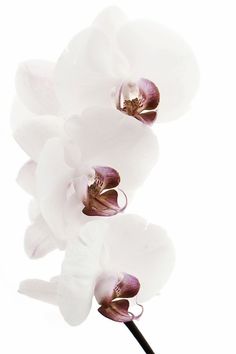 three white orchids with purple centers in front of a white background