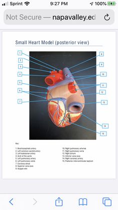 the heart is shown on an iphone screen with instructions to read and describe it's functions