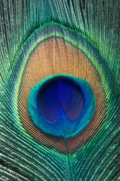 the feathers of a peacock's tail are showing blue and green colors on it