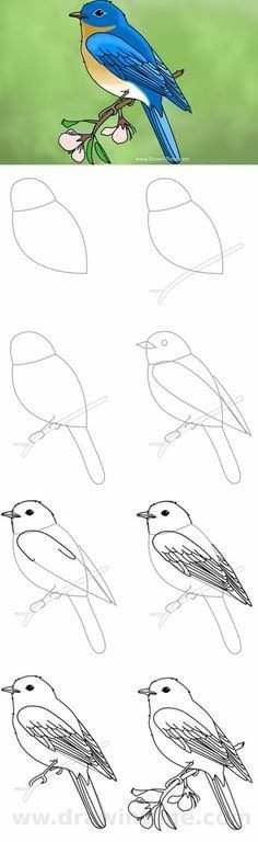 how to draw a blue bird sitting on a tree branch with four different stages of drawing