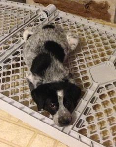 a black and white dog laying on top of a metal grate