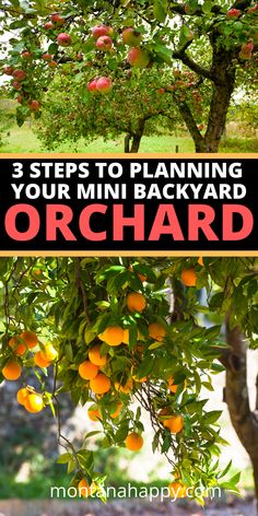 an orange tree with the words 3 steps to planning your mini backyard orchard