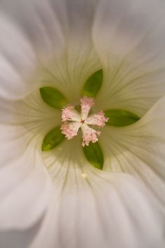 the inside of a white flower with pink stamens and green leaves on it