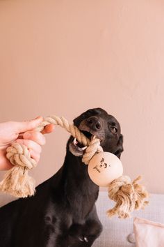 a black dog is chewing on a rope with his owner's hand and ball