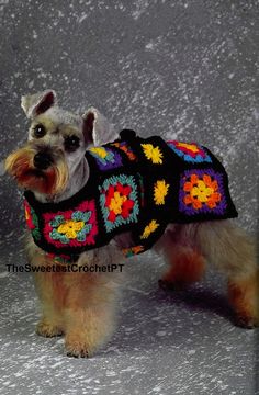 a small dog wearing a sweater with flowers on it's chest and collar, standing in front of a gray background