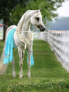 a white horse with a blue blanket tied to it's bridle standing in the grass