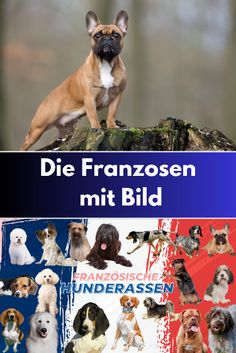 a dog is standing on top of a rock with other dogs around it and the caption reads die franzosen mit bild