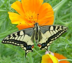 a butterfly sitting on top of a yellow flower