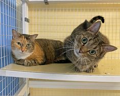 two cats sitting on top of a shelf in a cage