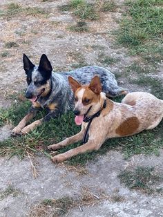 two dogs laying on the ground with their tongue out