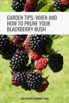 blackberries hanging from a tree with the words garden tips when and how to prune your blackberry bush