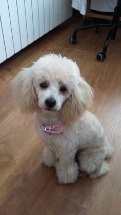 a small white dog sitting on top of a hard wood floor