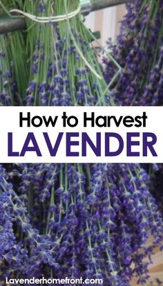 lavender flowers hanging from a planter with the words how to harvest lavender on it