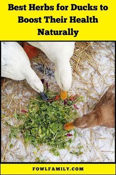 Best Herbs for Ducks to Boost Their Health Naturally Health, Nature