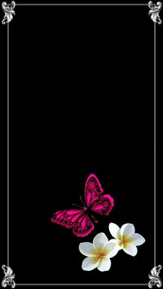 two white flowers and a pink butterfly on a black background with a silver frame in the middle