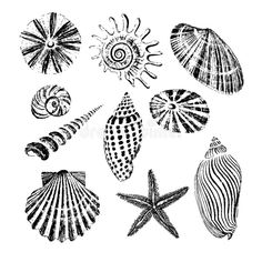 seashells and starfish in black and white royalty illustration stock image for sea shell drawing