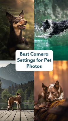 four different pictures with the words'best camera settings for pet photos'in front of them