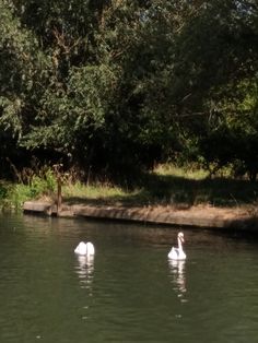 two swans swimming in the water near some trees