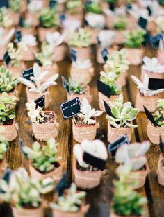 there are many small potted plants on the table with tags attached to each planter