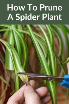 someone is cutting up the stems of a spider plant with blue scissors and text overlay that reads how to prune a spider plant