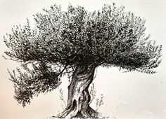 an ink drawing of a tree with lots of leaves