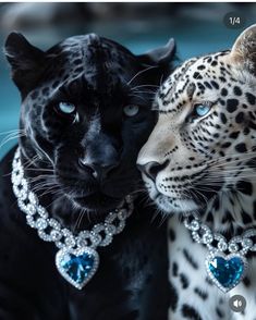 two black and white leopards with blue jewels on their collars are facing each other