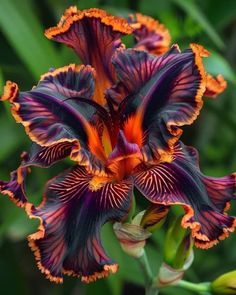 a purple and orange flower with green leaves in the background