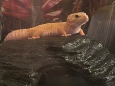 an orange lizard sitting on top of a rock